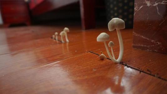 潮濕的地下室對人體有哪些危害？